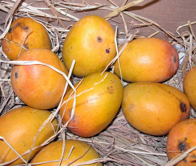 Fresh Indian Alphonso mangoes for export