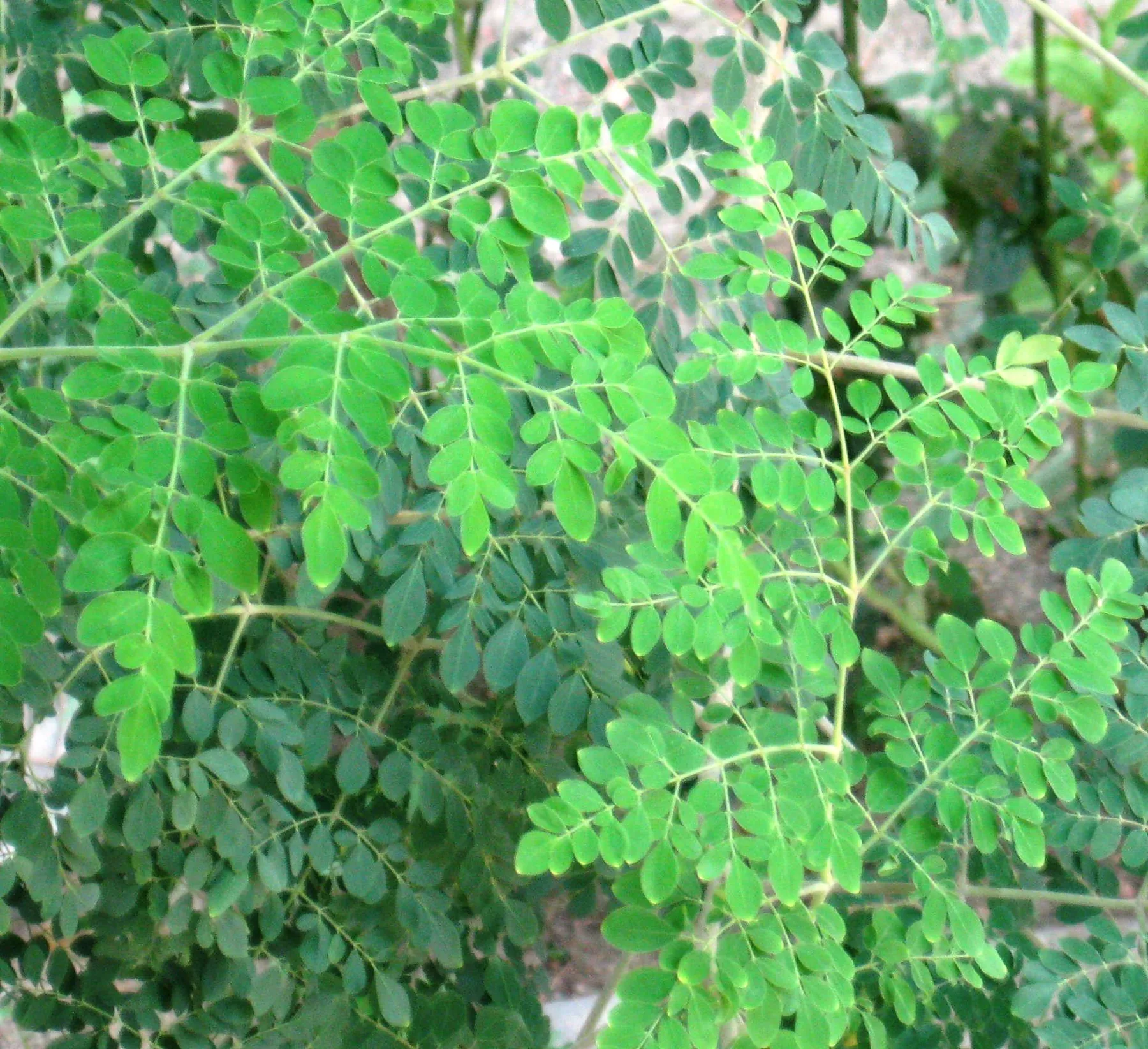 Moringa leaves for herbal and wellness products