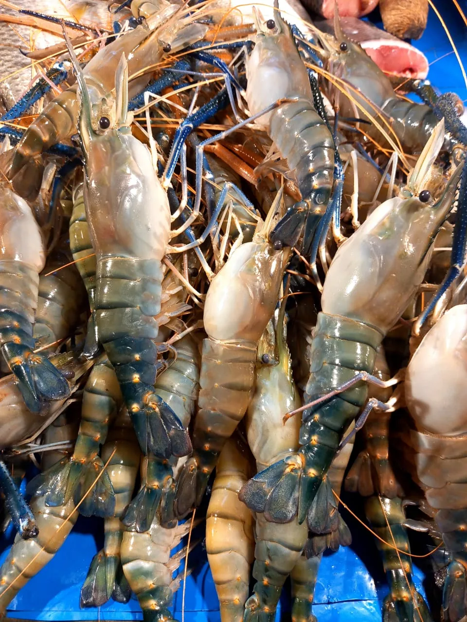 Fresh prawns and seafood for export